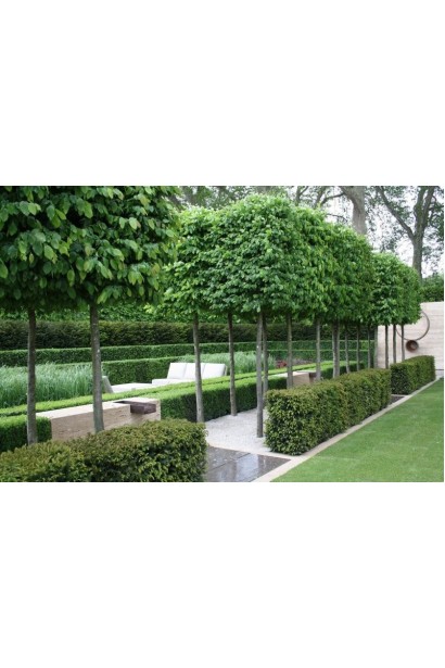 Липа широколиста